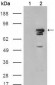 BRAF Antibody